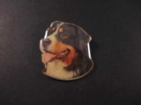 Berner sennenhond , waakhond